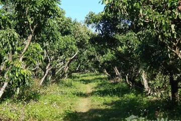 Land for sale in Khilek, Chiang Mai