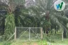 Land for sale in Tanot Duan, Phatthalung