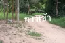 Land for sale in Cho Ho, Nakhon Ratchasima