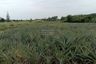 1 Bedroom Land for sale in Ao Noi, Prachuap Khiri Khan