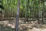 Land for sale in Ko Yao Yai, Phang Nga