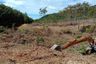 Land for sale in Ko Yao Yai, Phang Nga