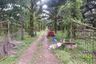 Land for sale in Bang Wan, Phang Nga