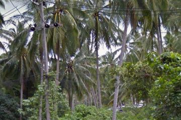 Land for sale in Bo Phut, Surat Thani