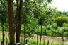 Land for sale in Khilek, Chiang Mai