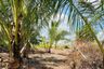 Land for sale in Maret, Surat Thani