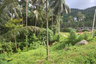 Land for sale in Maret, Surat Thani