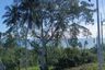 Land for sale in Ang Thong, Surat Thani