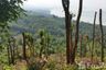 Land for sale in Ang Thong, Surat Thani
