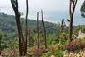 Land for sale in Ang Thong, Surat Thani