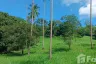 Land for sale in Mae Nam, Surat Thani
