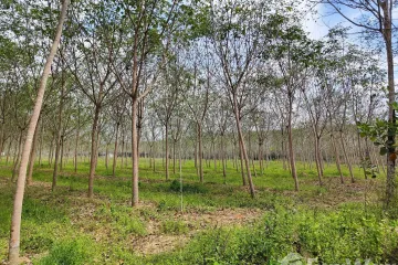 Land for sale in Sadao, Songkhla
