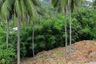 Land for sale in Ang Thong, Surat Thani