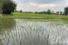 Land for sale in San Pong, Chiang Mai