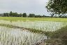 Land for sale in San Pong, Chiang Mai