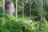 Land for sale in Maret, Surat Thani