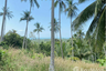 Land for sale in Lipa Noi, Surat Thani