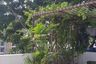 3 Bedroom Townhouse for sale in Chan Kasem, Bangkok near MRT Chankasem