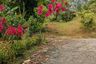 Land for sale in Maret, Surat Thani