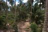 Land for sale in Mae Nam, Surat Thani