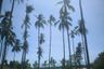 Land for sale in Mae Nam, Surat Thani