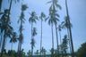 Land for sale in Mae Nam, Surat Thani