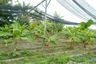Land for sale in Ban Kat, Chiang Mai