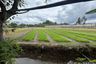 Land for sale in Ban Waen, Chiang Mai