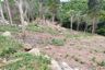 Land for sale in Maret, Surat Thani