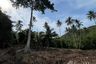 Land for sale in Bo Phut, Surat Thani