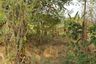 Land for sale in Don Pao, Chiang Mai