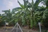Land for sale in Thung Song Hong, Bangkok near MRT Government Complex
