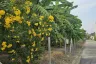 Land for sale in Thung Song Hong, Bangkok near MRT Government Complex