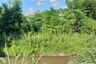 Land for sale in Huai Sai, Chiang Mai