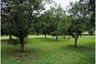 Land for sale in Pa Tan, Chiang Mai