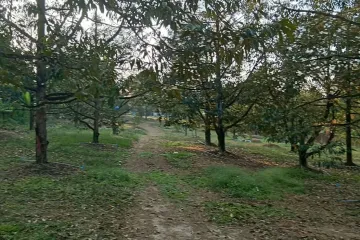 Land for sale in Pong Nam Ron, Chanthaburi