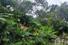 Land for sale in Kamala, Phuket