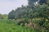 Land for sale in Thung Tom, Chiang Mai