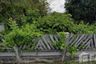 Land for sale in San Sai Luang, Chiang Mai