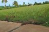 Land for sale in Thap Tai, Prachuap Khiri Khan
