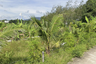 Land for sale in Choeng Thale, Phuket