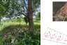 Land for sale in Sam Roi Yot, Prachuap Khiri Khan