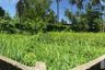 Land for sale in Pa Khlok, Phuket
