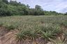 Land for sale in Wang Phong, Prachuap Khiri Khan