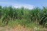Land for sale in Hin Lek Fai, Prachuap Khiri Khan