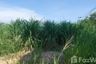 Land for sale in Hin Lek Fai, Prachuap Khiri Khan