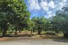 Land for sale in Thep Krasatti, Phuket