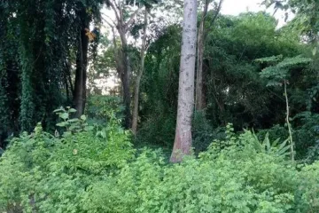 Land for sale in Phra Bat, Lampang