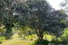 Land for sale in Bang Sare, Chonburi