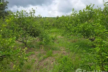 Land for sale in Wang Nok Aen, Phitsanulok